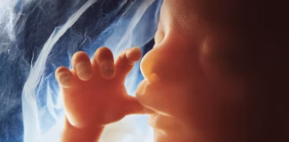 Lennart Nilsson – mannen som fotograferade livets begynnelse lennart nilsson