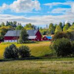 swedish free range chickens farm eggs production — Foto: Damir Korotaj / Unsplash