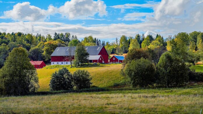 swedish free range chickens farm eggs production — Foto: Damir Korotaj / Unsplash