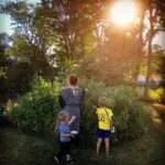 Sommar i trädgården – blommor och grönska