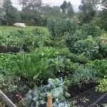 Vinterodling i trädgården