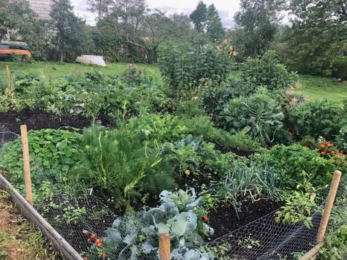 Vinterodling i trädgården