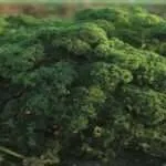 Grönkålen mot nya segrar 3 Grönkål – hälsosam trend