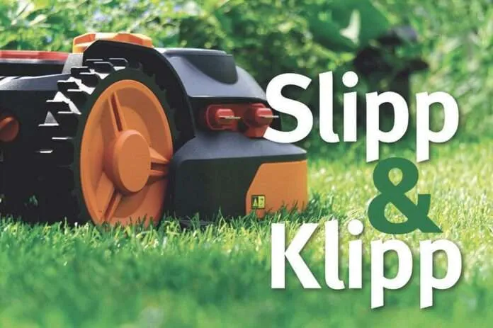 Grönkål – hälsosam trend