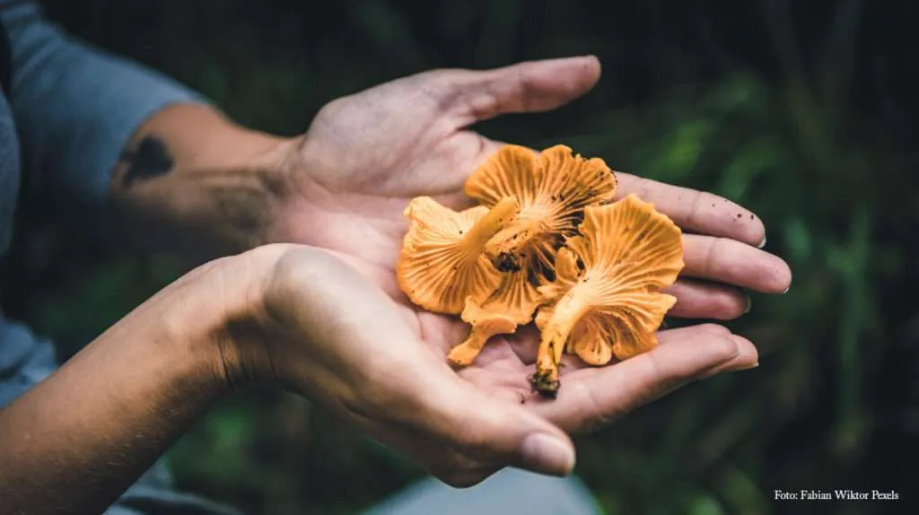 Ägaren på restaurang 2 Våningen i Halmstad gillar att laga mat med kantareller.