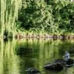 bild på å i falkenberg